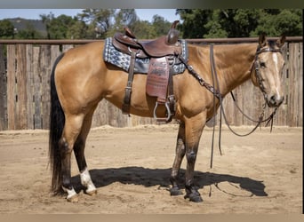 American Quarter Horse, Mare, 7 years, Buckskin