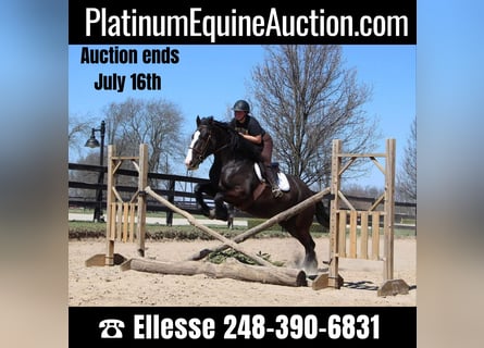 American Quarter Horse, Mare, 9 years, 16.2 hh, Black