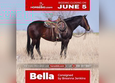 American Quarter Horse, Mare, 9 years, Bay
