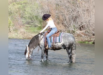 Andalusian Mix, Gelding, 7 years, 15.1 hh, Gray