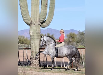 Andalusian Mix, Gelding, 7 years, 15.1 hh, Gray