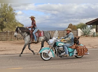 Andalusian Mix, Gelding, 7 years, 15.1 hh, Gray