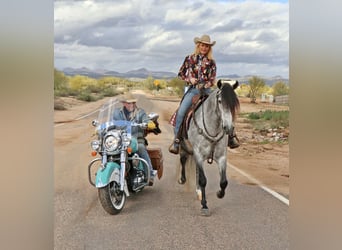 Andalusian Mix, Gelding, 7 years, 15.1 hh, Gray