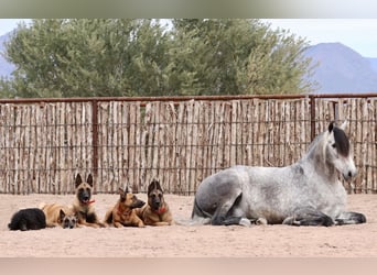Andalusian Mix, Gelding, 7 years, 15.1 hh, Gray
