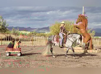 Andalusian Mix, Gelding, 7 years, 15.1 hh, Gray