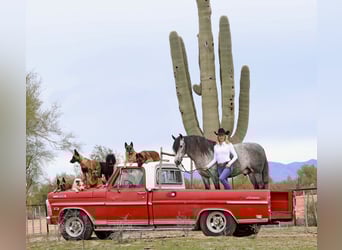 Andalusian Mix, Gelding, 7 years, 15.1 hh, Gray