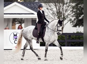 Andalusian, Gelding, 9 years, 17 hh, Gray-Dapple