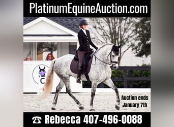 Andalusian, Gelding, 9 years, 17 hh, Gray-Dapple