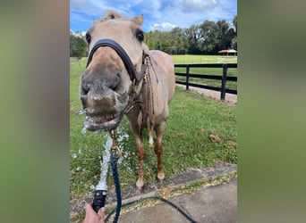 Andalusian, Gelding, 9 years, Palomino