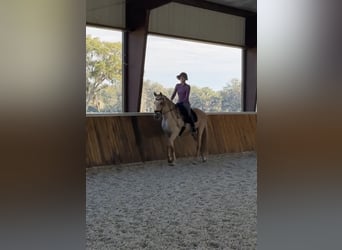 Andalusian, Gelding, 9 years, Palomino