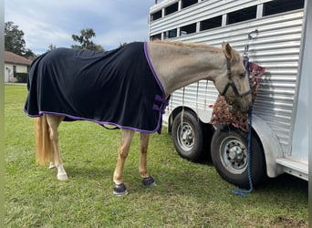 Andalusian, Gelding, 9 years, Palomino