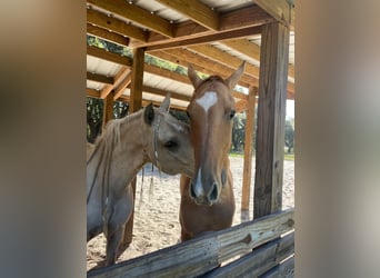 Andalusian, Gelding, 9 years, Palomino