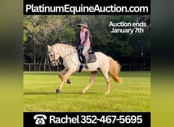 Andalusian, Gelding, 9 years, Palomino