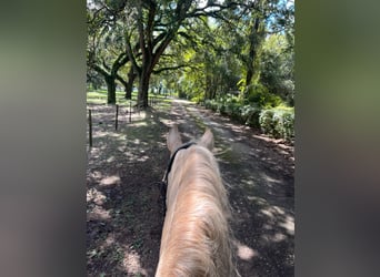 Andalusian, Gelding, 9 years, Palomino