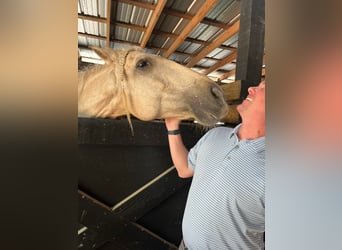 Andalusian, Gelding, 9 years, Palomino