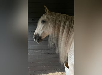 Andalusian, Gelding, 9 years, Palomino