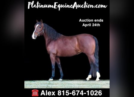 Andalusian, Mare, 13 years, 15.2 hh, Bay