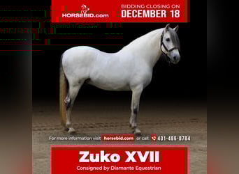 Andalusian, Stallion, 13 years, 15.2 hh, Gray