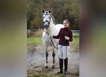 Andalusian, Stallion, 13 years, 15.2 hh, Gray