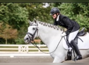 Andalusian, Stallion, 13 years, 15.2 hh, Gray