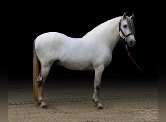 Andalusian, Stallion, 13 years, 15.2 hh, Gray