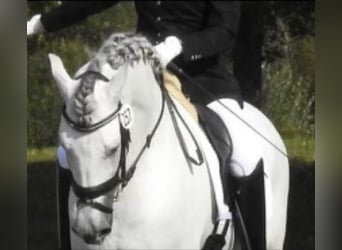 Andalusian, Stallion, 13 years, 15.2 hh, Gray