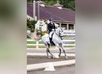 Andalusian, Stallion, 13 years, 15.2 hh, Gray