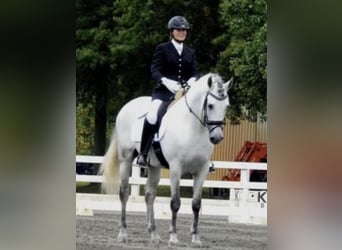 Andalusian, Stallion, 13 years, 15.2 hh, Gray