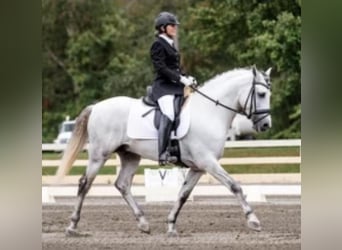 Andalusian, Stallion, 13 years, 15.2 hh, Gray