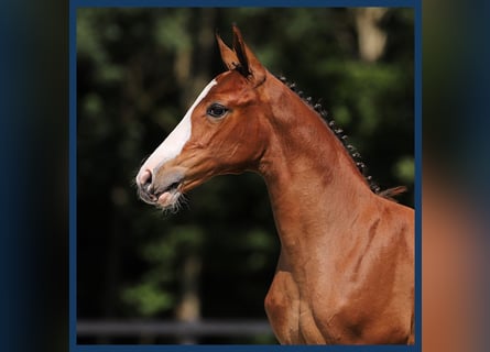 Anglo European Studbook, Stallion, Foal (01/2024), Brown
