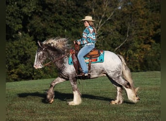 Appaloosa, Gelding, 4 years, 15 hh, Roan-Red