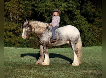 Appaloosa, Gelding, 4 years, 15 hh, Roan-Red
