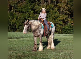 Appaloosa, Gelding, 4 years, 15 hh, Roan-Red