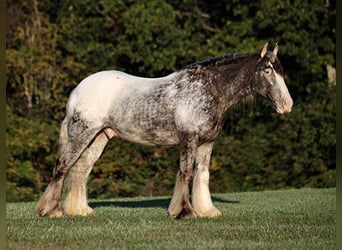 Appaloosa, Gelding, 4 years, 15 hh, Roan-Red