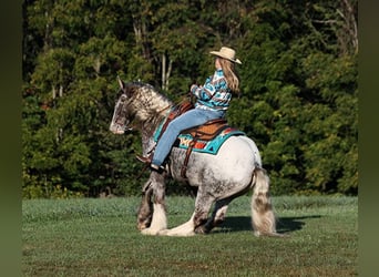 Appaloosa, Gelding, 4 years, 15 hh, Roan-Red
