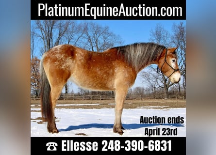 Appaloosa, Mare, 5 years, 14 hh, Sorrel