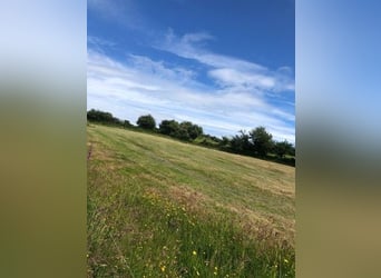 Equestrian Centres for sale in Mallow