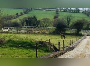 Equestrian Centres for sale in Mallow
