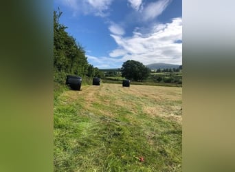 Equestrian Centres for sale in Mallow