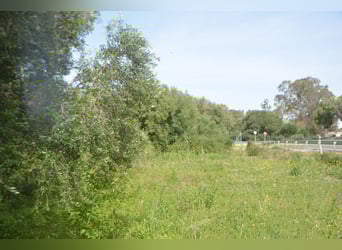 Schöne Finca mit besonderem Charme