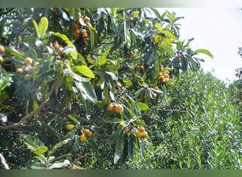 Schöne Finca mit besonderem Charme