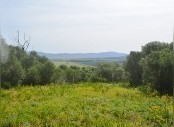 Schöne Finca mit besonderem Charme