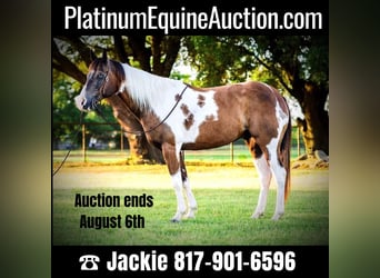 Paint Horse, Gelding, 10 years, 14.2 hh, Tobiano-all-colors, in Lipan TX,