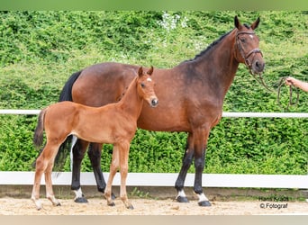 Austrian Warmblood, Stallion, Foal (05/2024), Brown, in Maria Alm,