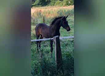 Holstein, Stallion, 2 years, Brown, in Windeby,