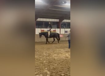 Baden Wuerttemberg, Gelding, 6 years, 17.1 hh, Brown