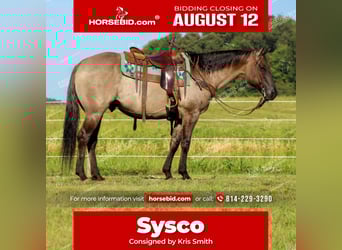 American Quarter Horse, Gelding, 11 years, 15 hh, Grullo, in Clarion, PA,