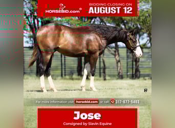 American Quarter Horse, Stallion, 1 year, 13.3 hh, Brown, in Whitesboro, TX,