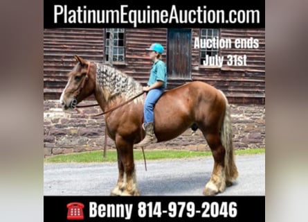 Belgian Draft, Gelding, 7 years, 15.3 hh, Chestnut