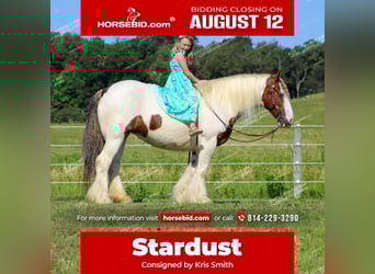Gypsy Horse, Mare, 5 years, 14.3 hh, Pinto, in Clarion, PA,